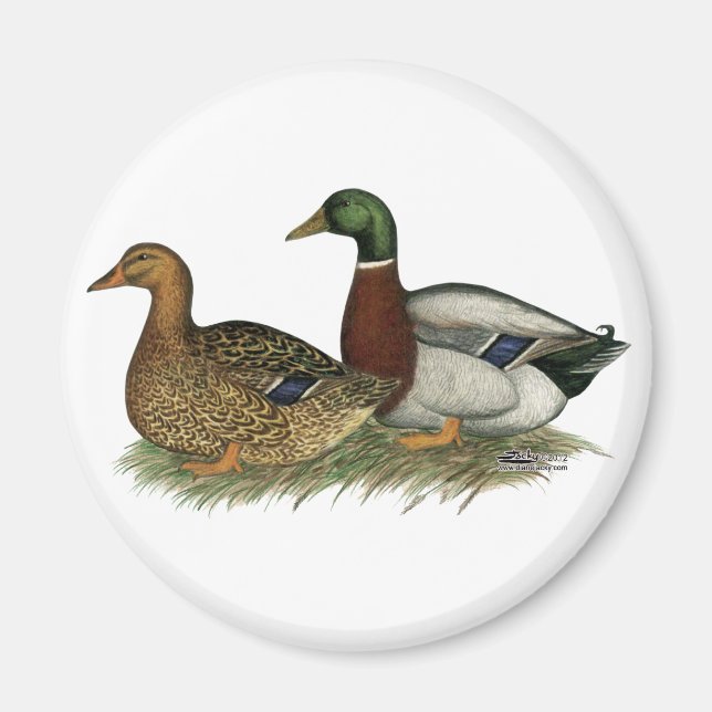 Rouen Ducks Magnet (Front)