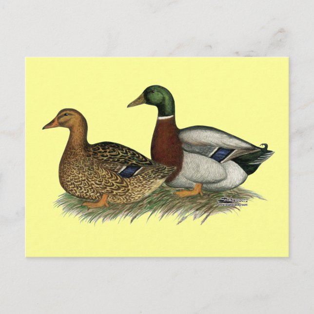 Rouen Ducks Postcard (Front)