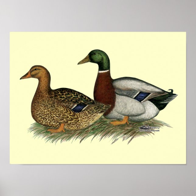 Rouen Ducks Poster (Front)