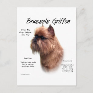 Rough Brussels Griffon History Postcard