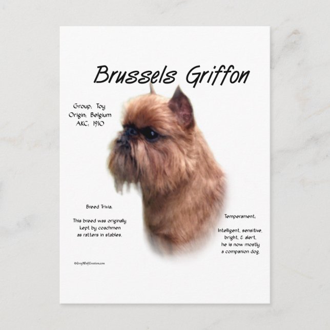 Rough Brussels Griffon History Postcard (Front)