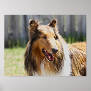 Rough Coat Tricolor Collie Dog Poster