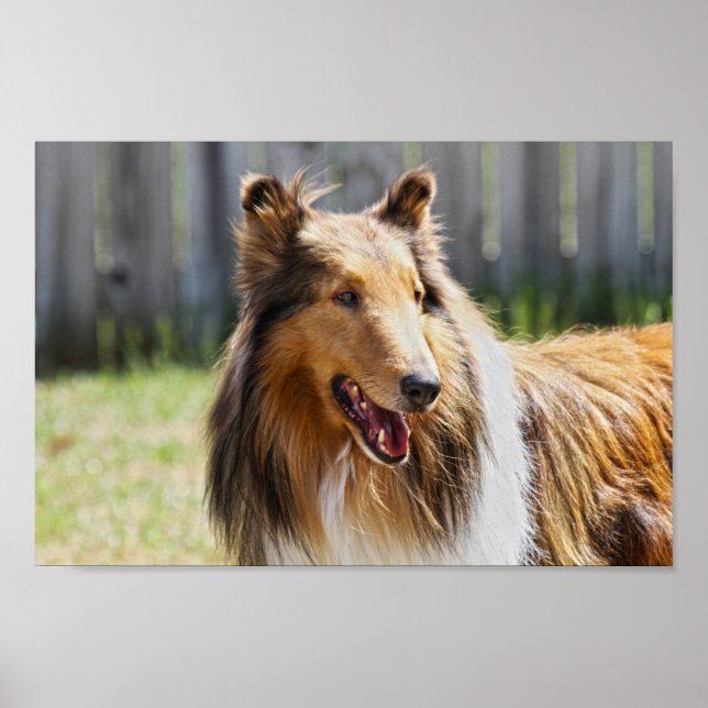 Rough Coat Tricolor Collie Dog Poster (Front)