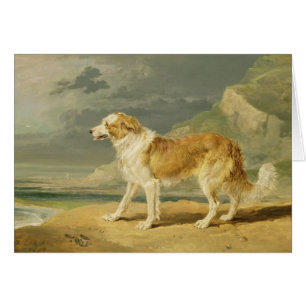 Rough-coated Collie, 1809 (oil on board)