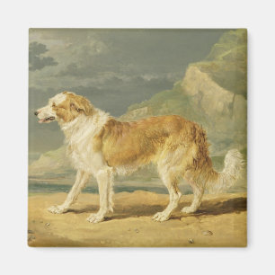 Rough-coated Collie, 1809 (oil on board) Magnet