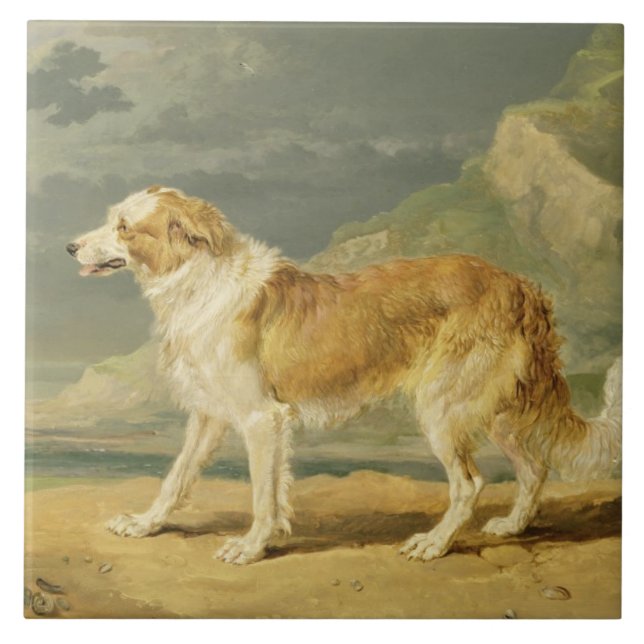 Rough-coated Collie, 1809 (oil on board) Tile (Front)