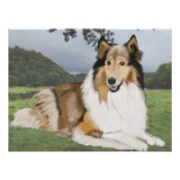 Rough Collie against the Yorkshire Dales