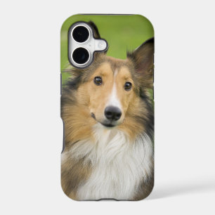Rough Collie, dog