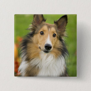 Rough Collie, dog 15 Cm Square Badge