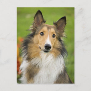 Rough Collie, dog, animal Postcard