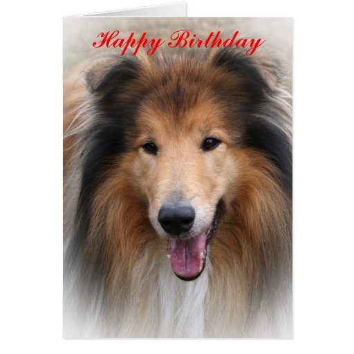 Rough collie dog beautiful photo birthday card | Zazzle