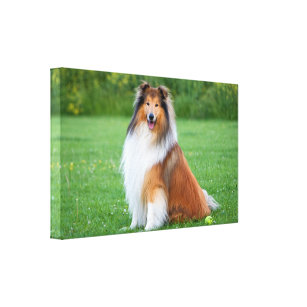Rough collie dog beautiful photo canvas print