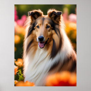 Rough Collie dog beautiful photo Poster