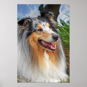 Rough collie dog beautiful photo poster, print