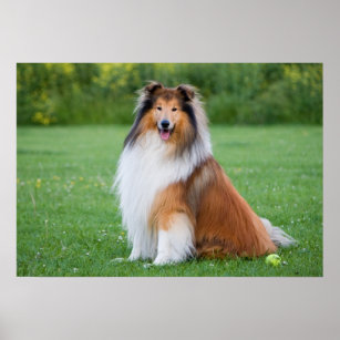 Rough collie dog beautiful photo poster, print