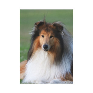 Rough collie dog beautiful photo wrapped canvas