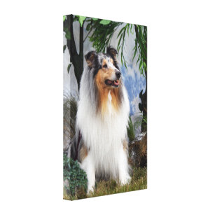 Rough collie dog beautiful photo wrapped canvas