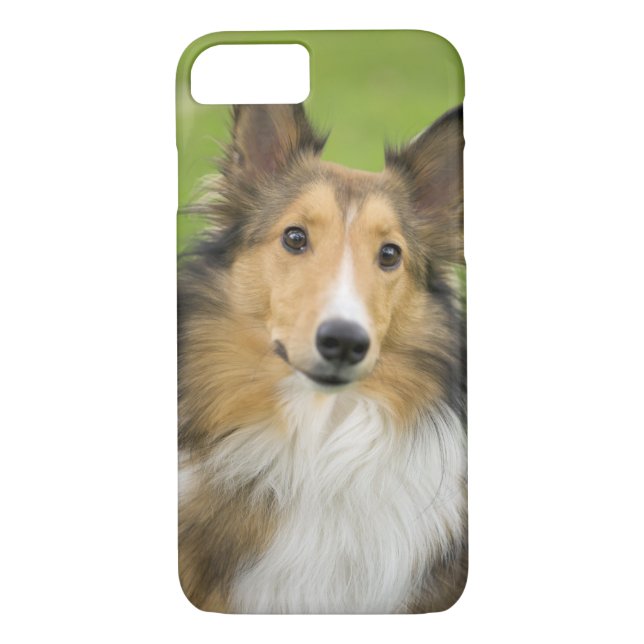 Rough Collie, dog Case-Mate iPhone Case (Back)