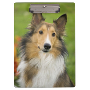 Rough Collie, dog Clipboard