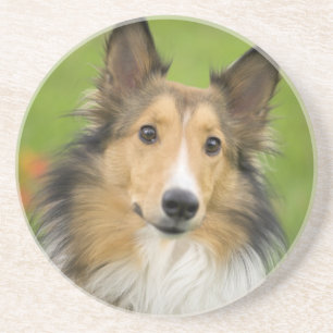 Rough Collie, dog Coaster