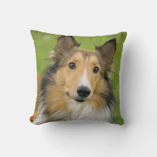 Rough Collie, dog Cushion