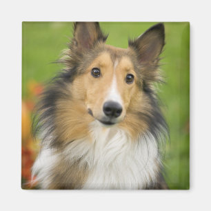 Rough Collie, dog Magnet