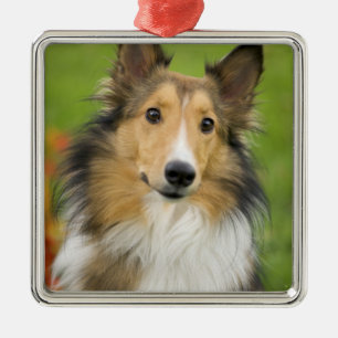 Rough Collie, dog Metal Tree Decoration