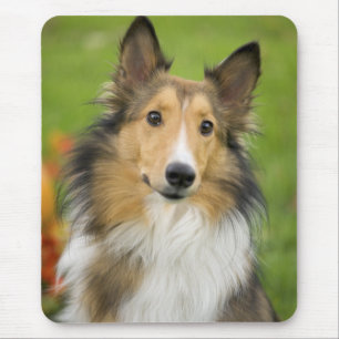 Rough Collie, dog Mouse Mat