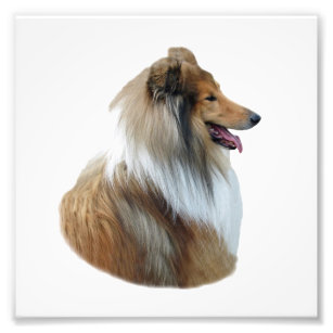 Rough Collie dog portrait photo