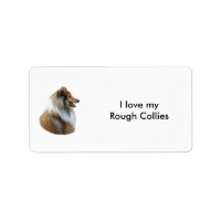 Rough Collie dog portrait photo