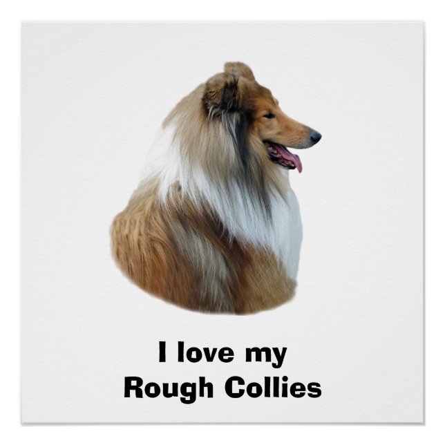 Rough Collie dog portrait photo Poster (Front)