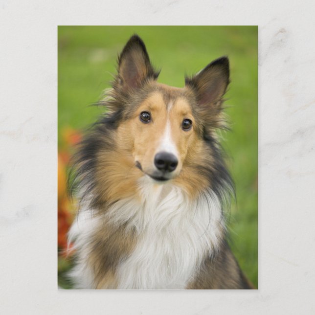 Rough Collie, dog Postcard (Front)