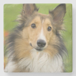 Rough Collie, dog Stone Coaster