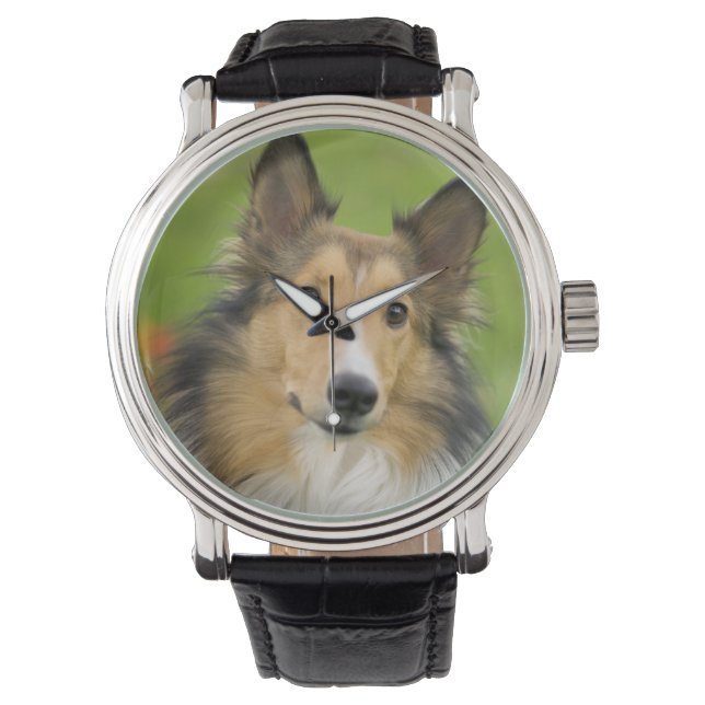 Rough Collie, dog Watch (Front)