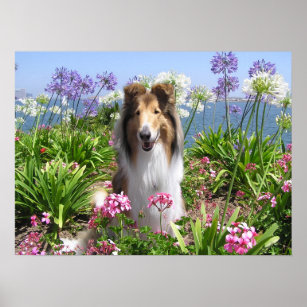 Rough Collie in Flowers Poster