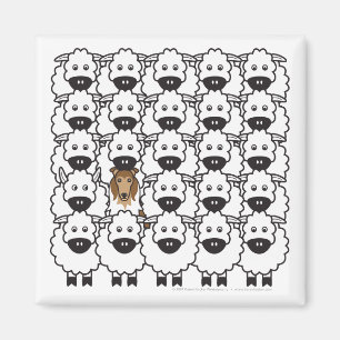Rough Collie in the Sheep Magnet