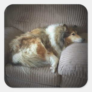 Rough collie on armchair” square sticker