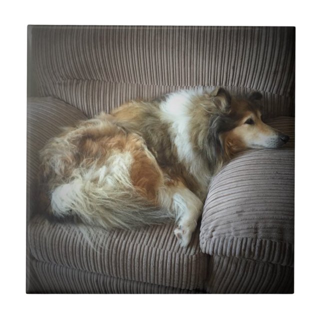 Rough collie on armchair tile (Front)