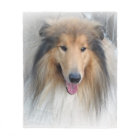 Rough Collie portrait