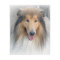 Rough Collie portrait