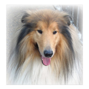 Rough Collie Portrait Photo Print