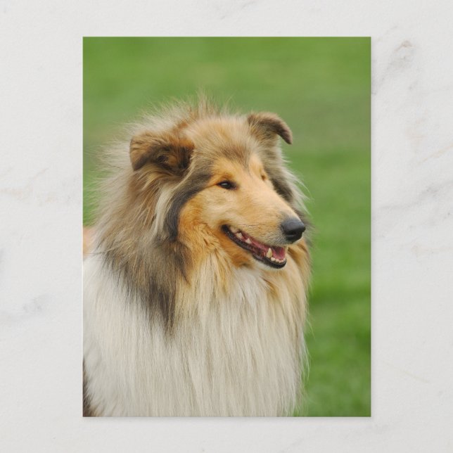 Rough Collie Postcard (Front)