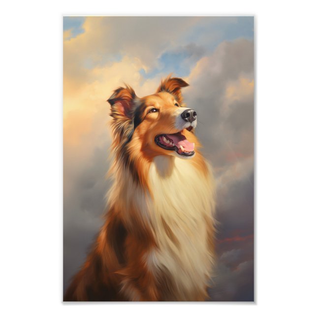 Rough collie / Scottish collie Photo Print (Front)