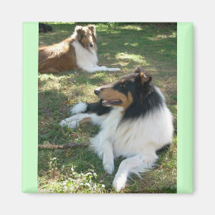 Rough Collies Magnet