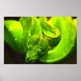 Rough Green Snake - Poster