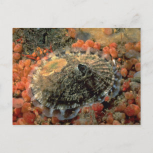 Rough keyhole limpet (Diodora aspera) Shell Postcard
