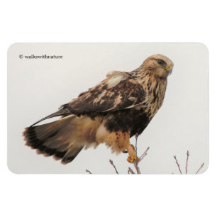 Rough-Legged Hawk in the Tree Magnet