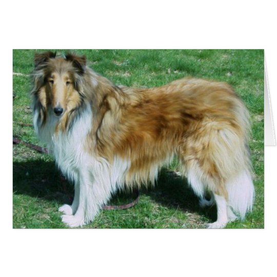ROUGH SABLE COLLIE CARD