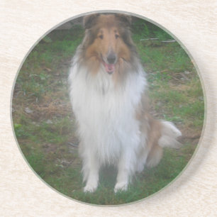 Rough Sable Collie Coasters