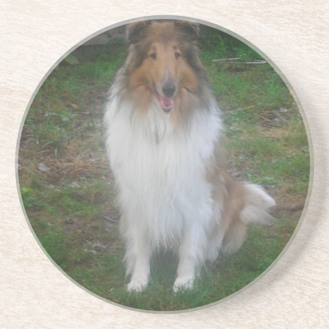 Rough Sable Collie Coasters (Front)